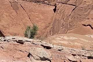 A small green tree grows among rocs wil no other vegetation within site. A red rock cliff towers behind it.