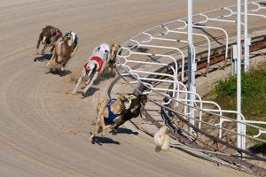 Stats to Watch Out For When Betting on Greyhound Racing