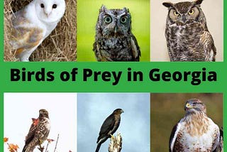 Top 6 Birds of Prey in Georgia