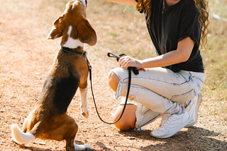 Training Your Dogs and Cats: The Ultimate Guide to Happy Pets