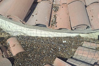 Pigeon Waste on a roof with pigeon eggs.