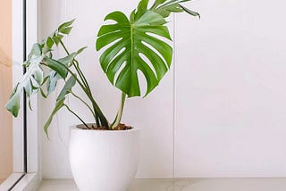 My Greening Days with Monstera (With Scientific Data)