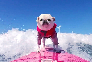 Meet Surf Gidget The Pug…The little dog making big waves for charity