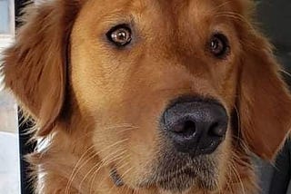 Golden Retriever's face looking concerned.