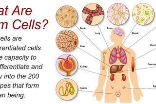 Stem cell: All that you need to know