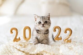 4 Good New Year’s Resolutions for Cat Parents