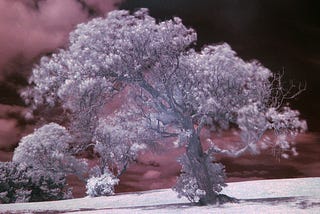 Kızılötesi Fotoğrafçılık