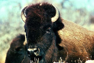 The Bison of Exquisite Penmanship