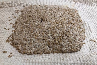 Making Pearled Barley Koji