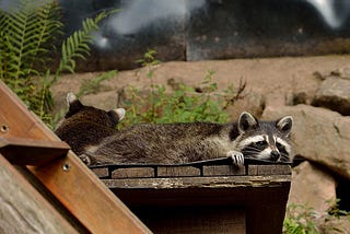What types of damage can raccoons cause?