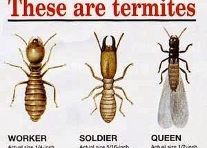 termite description