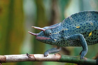 Kilimanjaro Wildlife You Didn’t Expect to See | Kilimanjaro Sunrise A Trekking Company