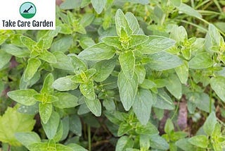 Orégano (Origanum vulgare): benefícios, usos e efeitos colaterais