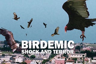 A cityscape with birds flying overhead. White text saying “Birdemic: shock and terror” is shown