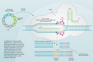 Bioethics of Gene editing, an analysis of some concerns as addressed by Steven Pinker