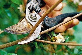 How To Prune Small Trees And Shrubs