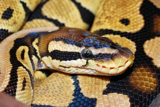 Programming Language Overview: Python