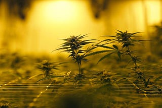 Legalization bids boost outlook for US cannabis industry