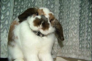 Can rabbits wear collars? What you need to know.