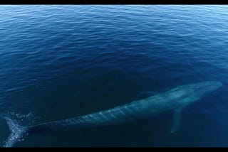 Rare images of blue whale feeding behavior