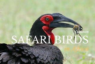 Birds On Safari: 10 Most Common African Birds in the Savanna