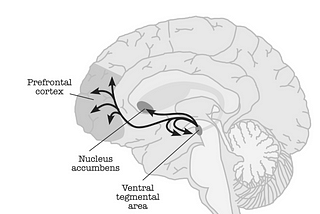 DOPAMINE NATION — The Pursuit of Pleasure (Chapter 3)