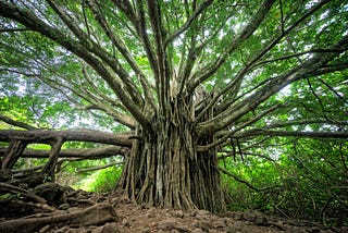 8 Places to See Extraordinarily Bizarre Trees