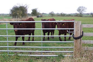We Need to Talk about Animal Ag