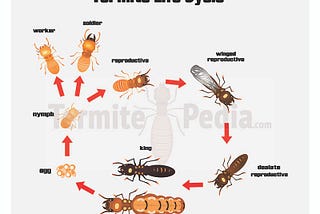 The Ultimate Termites Guide 101 You’ve Been Missing — Termitepedia