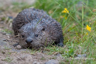 Otter Joy and Heartbreak on the Shores of Yellowstone’s Trout Lake