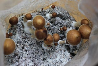 Psilocybin mushrooms growing in a bag