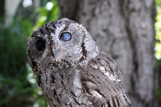 The Eyes of an Owl