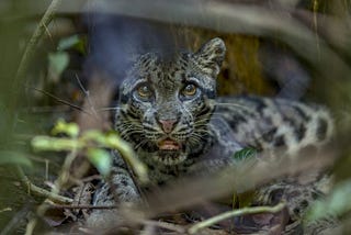 A clouded future: Asia’s enigmatic clouded leopard threatened by palm oil