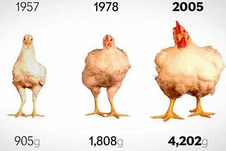 The Chicken of Tomorrow 🐔