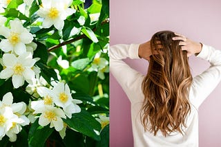 Jasmine Oil Benefits For Hair, And How to Use