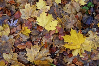 Climate change is making leaves fall sooner and store less carbon. Here’s why