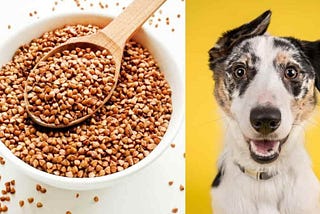 Can dogs eat buckwheat?