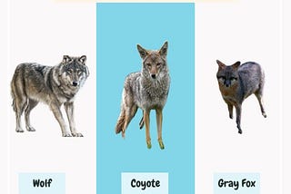 Graphic comparing a wolf, coyote, and gray fox. The wolf is on the left, in the centre is a coyote, and a gray fox is on the right. 