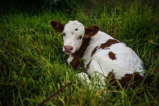 From when I visited a milking farm in Colombia.