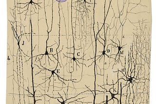 İşte size nöronların ilk çizimi ve gerçek hikayesi 🧠