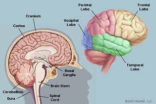 Principles of Hierarchical Temporal Memory [HTMs]