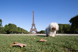 Best Destinations To Travel With Your Dog in France