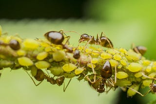 Managing Plant and Tree Aphid Infestation