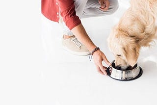 4 Science-backed benefits of Fresh Food for dogs! | Fresh Dog Food | Furrmeals