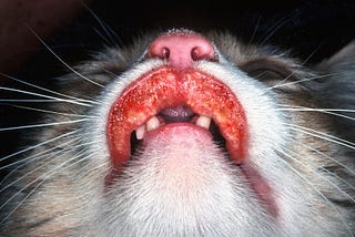 Picture of cat’s mouth with rodent ulcer