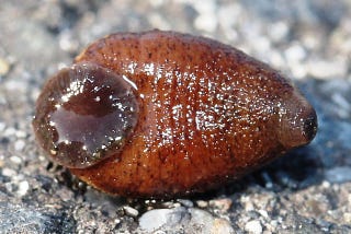 Land leech (Haemadipsa zeylanica) parasitizing Indosylvirana indica (Indian golden-backed frog) in…