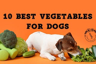 10 Best Vegetables for Dogs — Simple Stylish Life