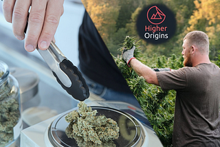Three Ways for Cannabis Cultivators to Connect With Consumers