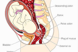 Sa tử cung khi đang mang thai có những cách chữa nào hiệu quả?