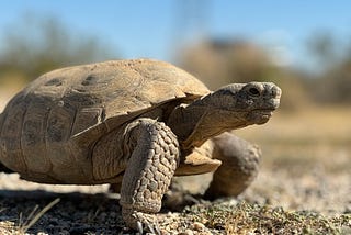 Targeted conservation for the Mojave desert tortoise